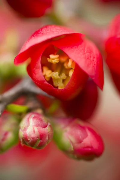 Червоні квіти декоративного вишневого дерева — стокове фото