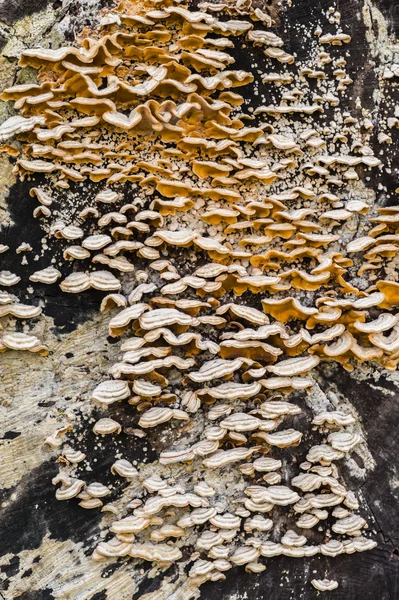 Orange und weiße Pilze — Stockfoto