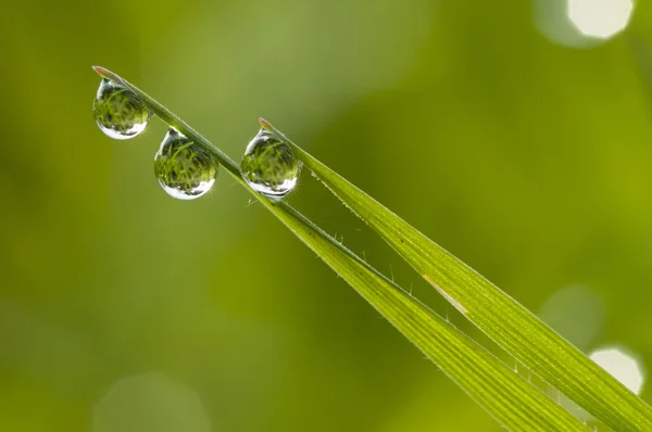 Rocía gotas en la hierba — Foto de Stock