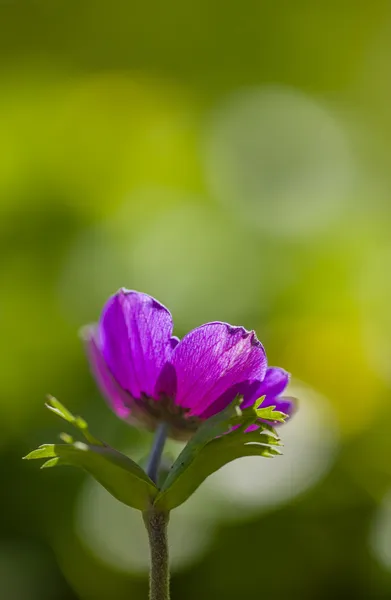 Fleur d'anémone pourpre — Photo