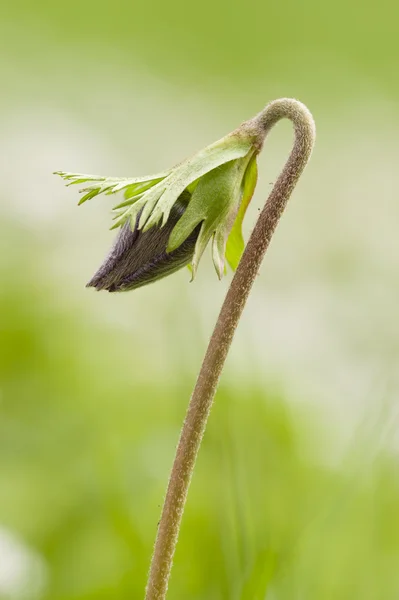 Anemone bloem bud — Stockfoto