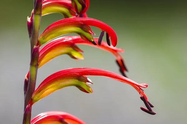 Flor vermelha e amarela picos em plena floração — Fotografia de Stock