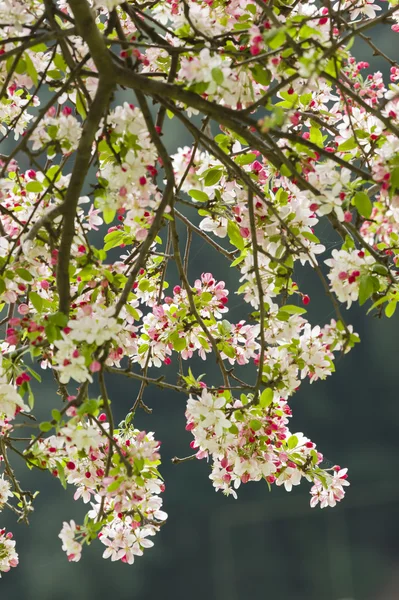 Cherry blossom blommor — Stockfoto