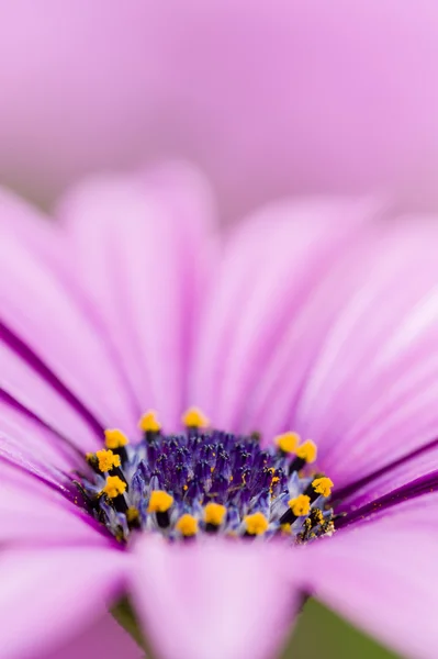 Margarida colorida em plena floração — Fotografia de Stock