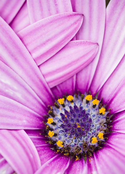 Marguerite colorée en pleine floraison — Photo