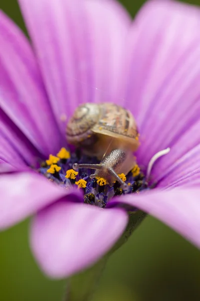 Colorful daisy in full bloom — Stock Photo, Image