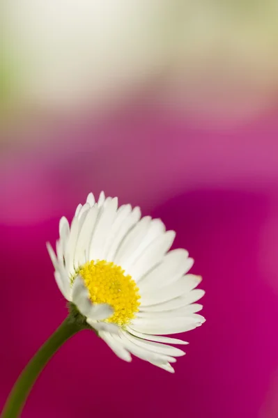 Tam Bloom renkli papatya — Stok fotoğraf