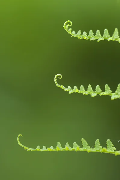 Бутони зеленого листя папороті — стокове фото