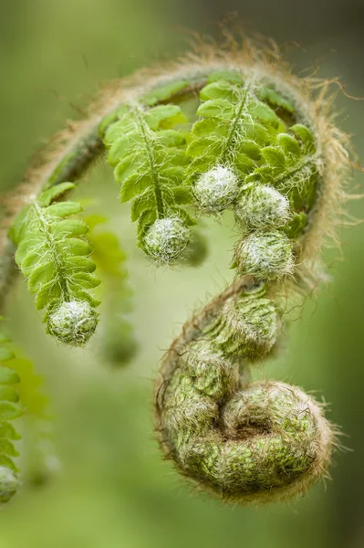 Groene fern blad toppen — Stockfoto