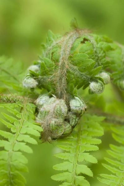 Germogli verdi di foglie di felce — Foto Stock