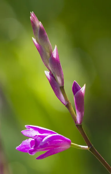 Flores coloridas de la orquídea —  Fotos de Stock