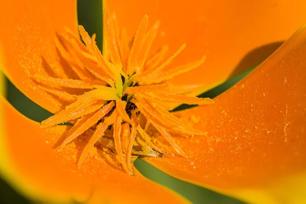 Coquelicots dorés de Californie — Photo