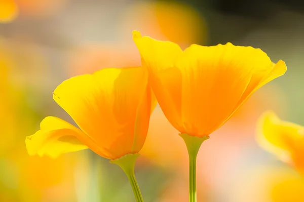 Amapolas doradas de California — Foto de Stock