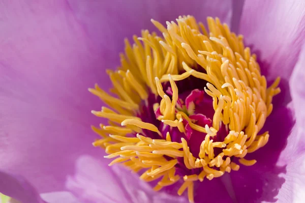 Peony flower details — Stock Photo, Image