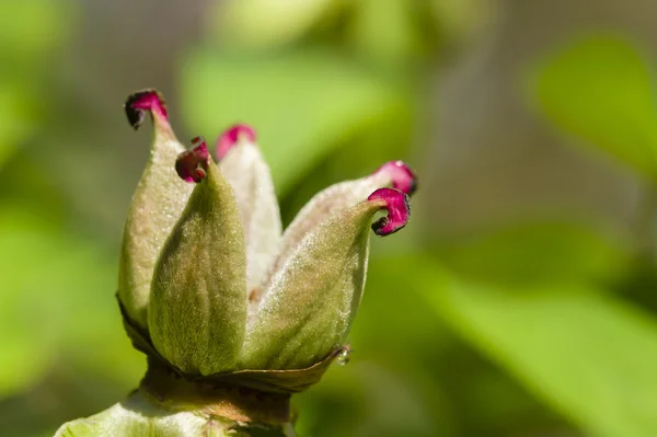 Detalhes da flor de peónia — Fotografia de Stock