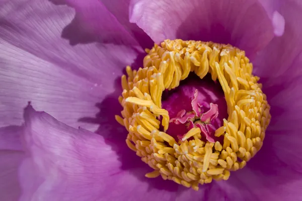 Peony flower details — Stock Photo, Image