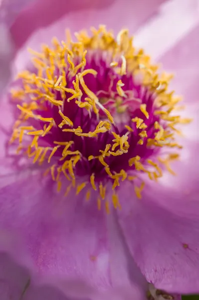 Peonía detalles de flores —  Fotos de Stock