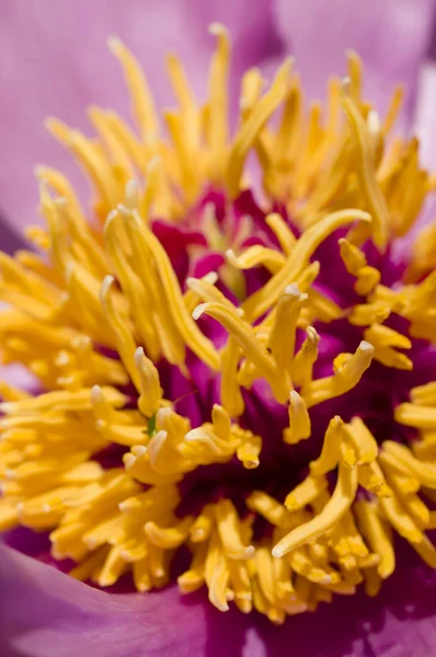 Peony flower details — Stock Photo, Image