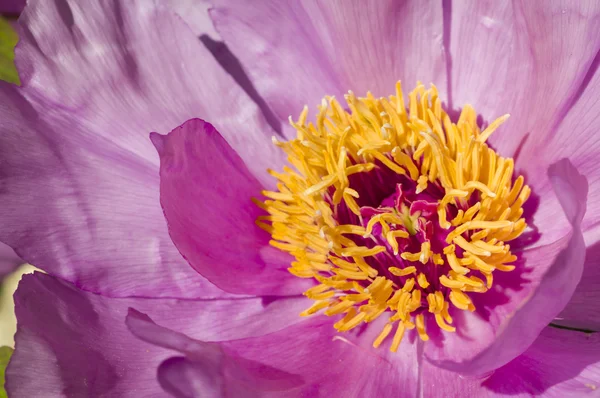 작 약 꽃 세부 사항Şakayık çiçeği ayrıntıları — Stok fotoğraf