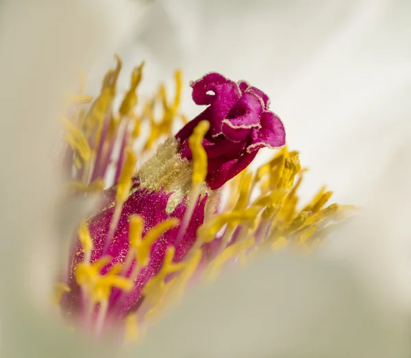 작 약 꽃 세부 사항Şakayık çiçeği ayrıntıları — 스톡 사진