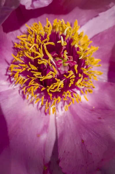 Peony flower details — Stock Photo, Image