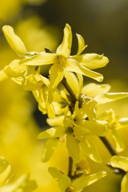 hor çiçeği sarı çiçek