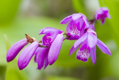Renkli orkide çiçekleri 