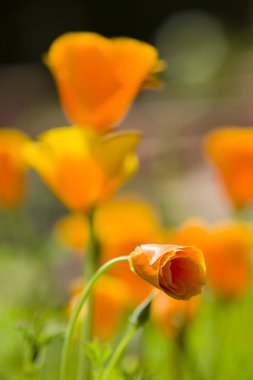 California golden haşhaş