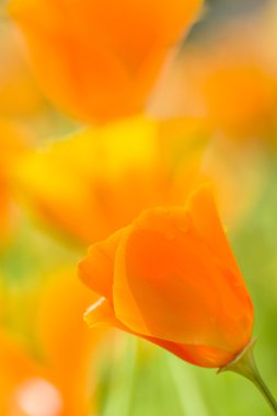 California golden haşhaş