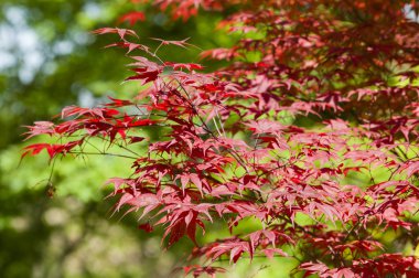 kırmızı akçaağaç ağaç yapraklarının