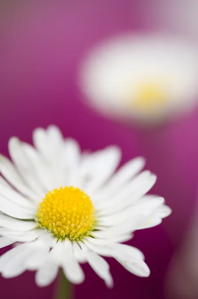 Marguerite colorée en pleine floraison — Photo