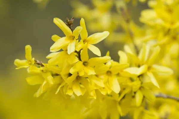 Zlatice žluté květy — Stock fotografie