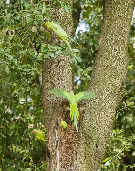 rose ringed parakeets on tree nest
