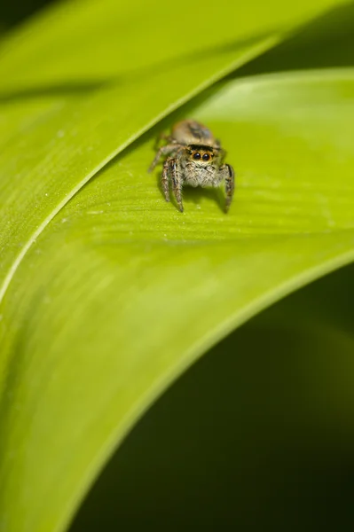 Jumping spider on green leaf — Stock Photo, Image