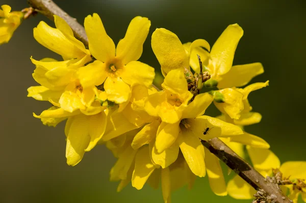 Zlatice žluté květy — Stock fotografie