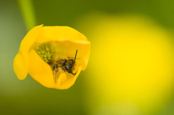 小黄蜂飞上黄色的花蕊 — 图库照片