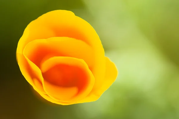 Amapolas doradas de California — Foto de Stock