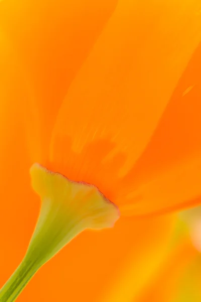 Amapolas doradas de California — Foto de Stock