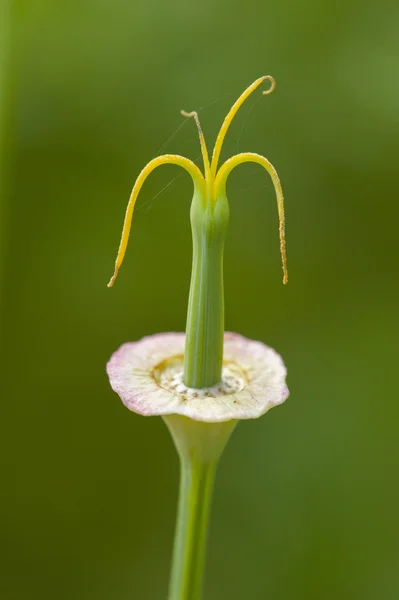 Kalifornischer Goldmohn — Stockfoto