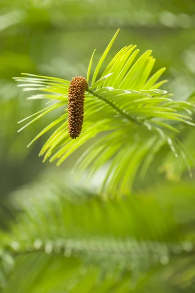 Wollemi pijnboom — Stockfoto