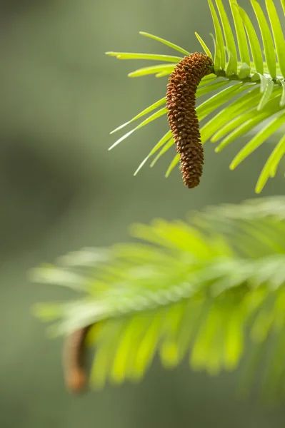 Wollemi pine tree — Stock Photo, Image