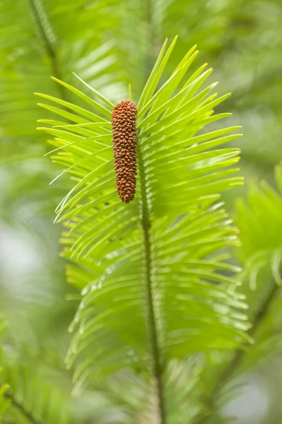 Wollemi çam ağacı — Stok fotoğraf