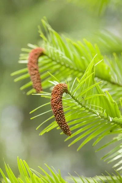 Wollemi pijnboom — Stockfoto