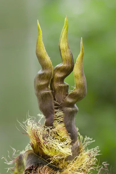 Détail du bourgeon de bambou — Photo