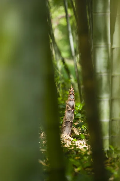 Detalle de brote de bambú —  Fotos de Stock