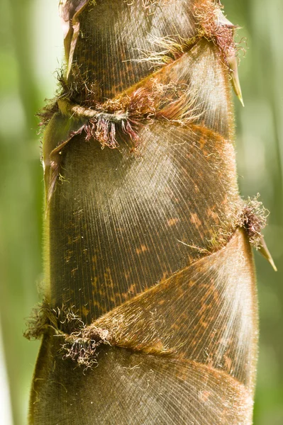 Detail van bamboe bud — Stockfoto