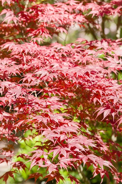 Piros levelek a juhar fa — Stock Fotó