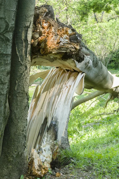 Knäckt fallna träd — Stockfoto