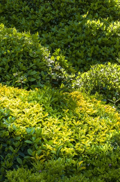 Grüne Büsche — Stockfoto