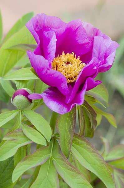 Pink Paeony flower — Stock Photo, Image